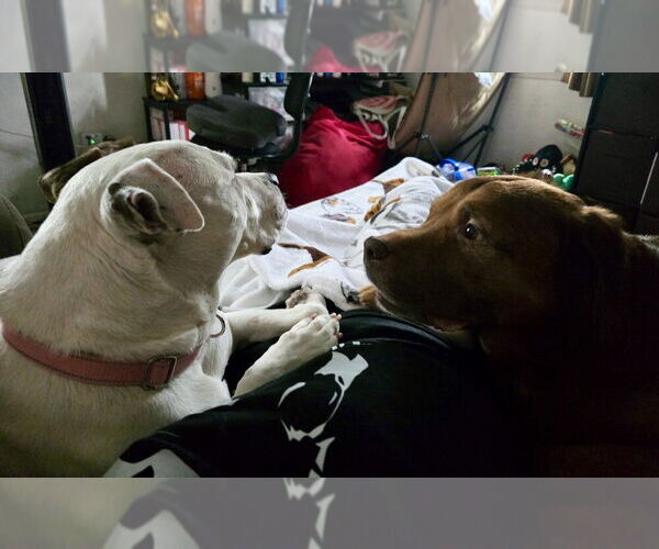Medium Photo #43 Dogo Argentino-Labrador Retriever Mix Puppy For Sale in Brewster, NY, USA