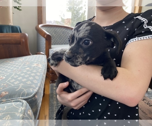 Medium Photo #3 French Bulldog-Goldendoodle Mix Puppy For Sale in LA VALLE, WI, USA