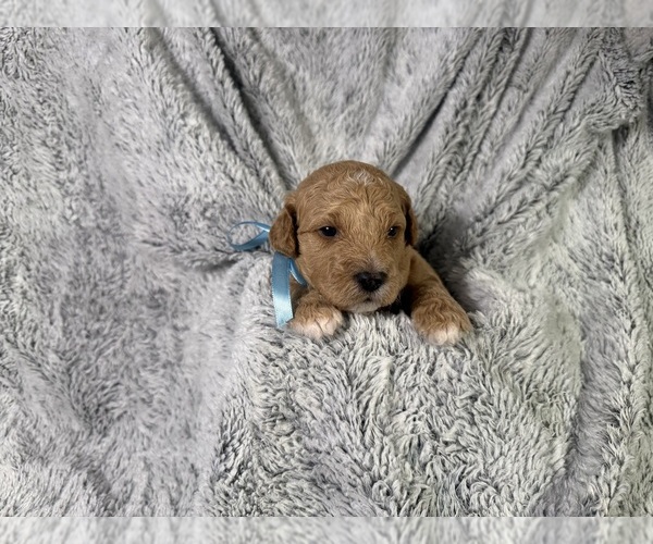 Medium Photo #1 Goldendoodle (Miniature) Puppy For Sale in ATHENS, GA, USA