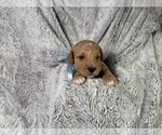 Puppy Puppy 2 Goldendoodle (Miniature)