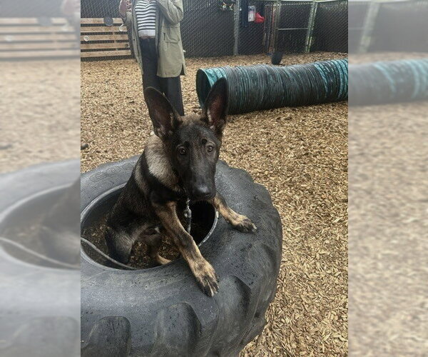 Medium Photo #2 German Shepherd Dog-Holland Shepherd Mix Puppy For Sale in Imlay City, MI, USA