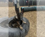 Small #1 German Shepherd Dog-Holland Shepherd Mix