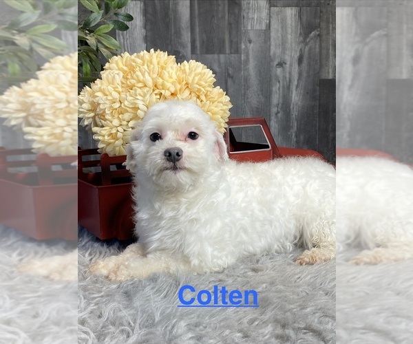 Medium Photo #1 Havaton Puppy For Sale in CANOGA, NY, USA