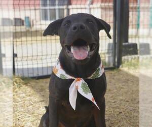 Labrador Retriever Dogs for adoption in San Antonio, TX, USA