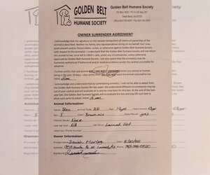 Bleu/ Shuga - Female Mutt Dog for Adoption - Photo #2