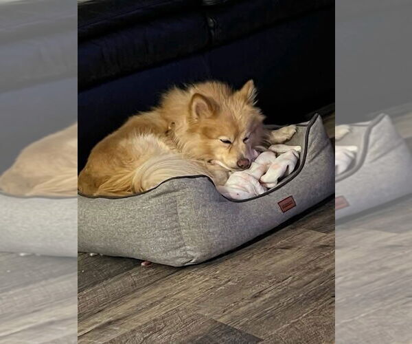 Medium Photo #8 Pomeranian Puppy For Sale in St. Louis Park, MN, USA