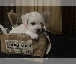 Bichon Frise Puppy for Sale in KINGFISHER, Oklahoma USA