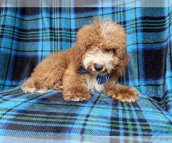 Medium Photo #2 Cockapoo (Miniature) Puppy For Sale in LAKELAND, FL, USA