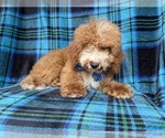 Small #1 Cockapoo (Miniature)