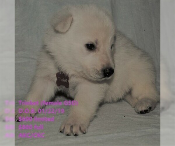 Medium Photo #1 German Shepherd Dog Puppy For Sale in STURGIS, KY, USA