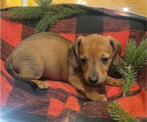 Dachshund Puppy for sale in WITHEE, WI, USA