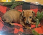 Small Photo #1 Dachshund Puppy For Sale in WITHEE, WI, USA