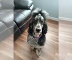 Small Photo #1 Poodle (Standard) Puppy For Sale in BONNERS FERRY, ID, USA