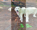 Small #2 Great Pyrenees