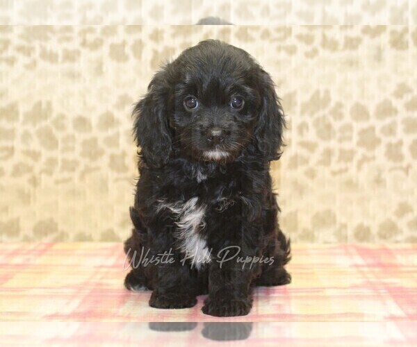 Medium Photo #3 Cavapoo Puppy For Sale in DENVER, PA, USA