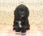 Small #2 Cavapoo