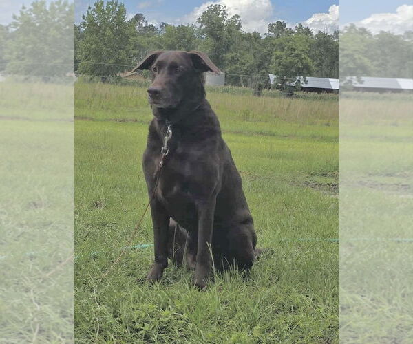 Medium Photo #2 - Mix Puppy For Sale in Tarrytown, GA, USA