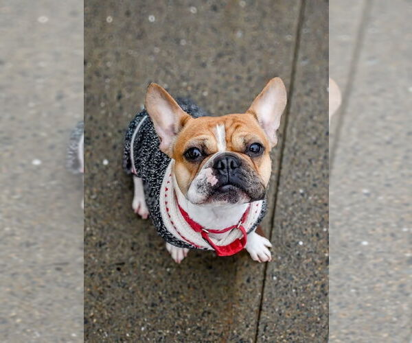Medium Photo #1 French Bulldog Puppy For Sale in Oak Bluffs, MA, USA