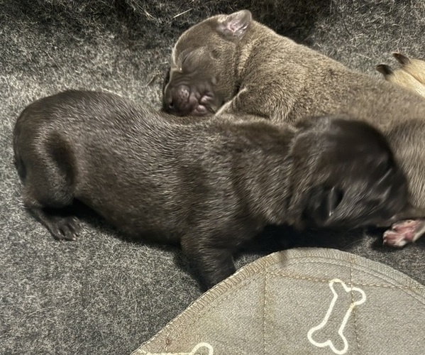 Medium Photo #1 Cane Corso Puppy For Sale in STUART, IA, USA
