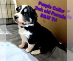 Small Photo #4 Border Collie Puppy For Sale in ELMENDORF, TX, USA