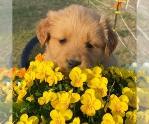 Golden Retriever Puppy for sale in RAYMOND, MS, USA