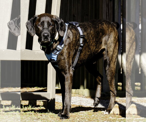 Medium Photo #4 Mountain Cur-Plott Hound Mix Puppy For Sale in Blairsville, GA, USA