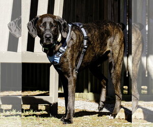 Gus - Male Mountain Cur-Plott Hound Mix Dog for Adoption - Photo #4
