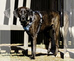 Small Photo #4 Mountain Cur-Plott Hound Mix Puppy For Sale in Blairsville, GA, USA