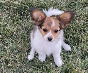 Papillon Puppy for sale in SILVER LAKE, KS, USA