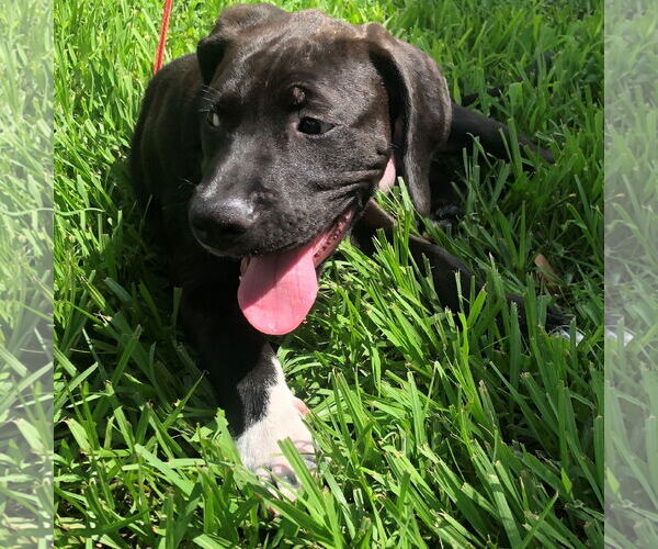 Medium Photo #8 Labrador Retriever-Unknown Mix Puppy For Sale in Sanford, FL, USA