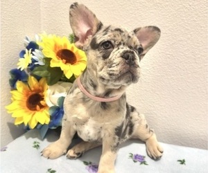 French Bulldog Puppy for Sale in VALRICO, Florida USA