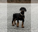 Small #8 Doberman Pinscher