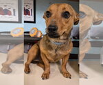 Small #1 Chiweenie
