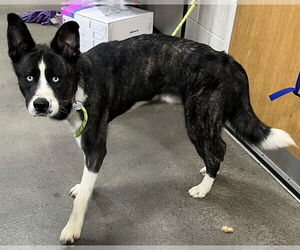 Siberian Husky-Unknown Mix Dogs for adoption in Forestville, MD, USA