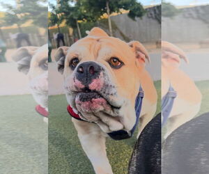Bulldog-Unknown Mix Dogs for adoption in San Jose, CA, USA
