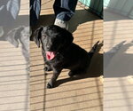 Small #11 Poodle (Miniature) Mix