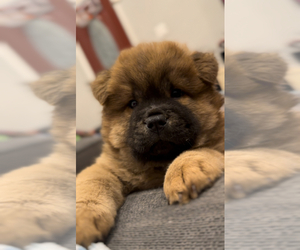 Chow Chow Puppy for sale in SAN FRANCISCO, CA, USA