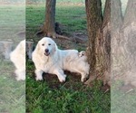 Small Photo #13 Great Pyrenees Puppy For Sale in MOODY, MO, USA