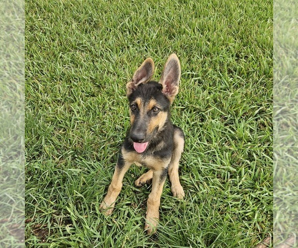 Medium Photo #7 German Shepherd Dog Puppy For Sale in NAVASOTA, TX, USA