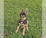 Small #6 German Shepherd Dog