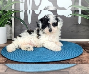 Poodle (Toy) Puppy for sale in NAPLES, FL, USA