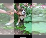 Small Photo #31 Bernese Mountain Dog-Caucasian Shepherd Dog Mix Puppy For Sale in STEVENS, PA, USA