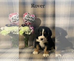 Bernese Mountain Dog Puppy for sale in FREDERICKSBG, OH, USA