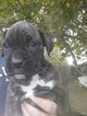 Small Photo #7 Boxer Puppy For Sale in KENNEWICK, WA, USA