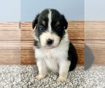 Small #9 Australian Shepherd