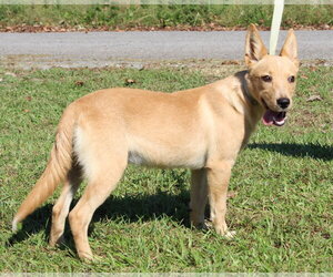 Annie 44465 - Female Mutt Dog for Adoption - Photo #2