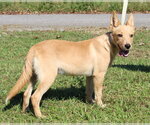Small Photo #2 Mutt Puppy For Sale in Prattville, AL, USA