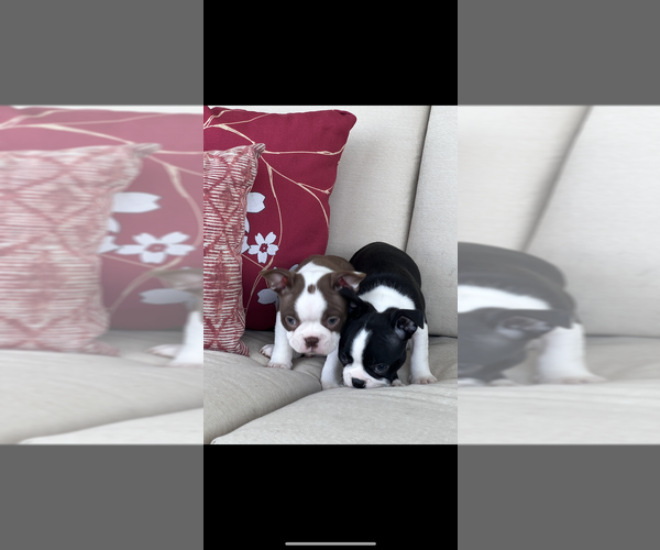 Medium Photo #4 Boston Terrier Puppy For Sale in NILES, MI, USA