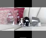 Small #3 Boston Terrier