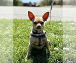 Small Chihuahua Mix